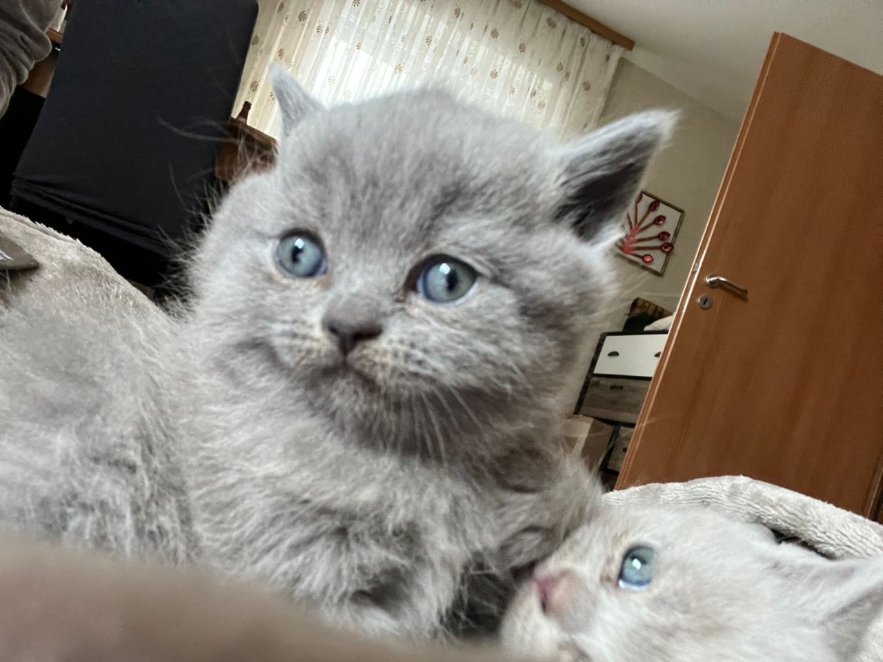 2 BKH Kitten an liebevolle Hände abzugeben - British Kurzhaar - Ostfildern