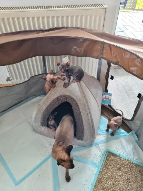 Kanadische sphynx kitten zu verkaufen  - Sphynx - Reutlingendorf