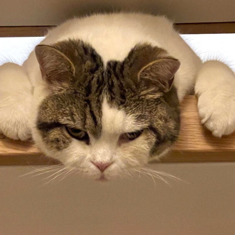 LENA - weiblich  6 Jahre  Britisch Kurzhaar  Gechipt  Kastriert - British Kurzhaar - Lauf an der Pegnitz