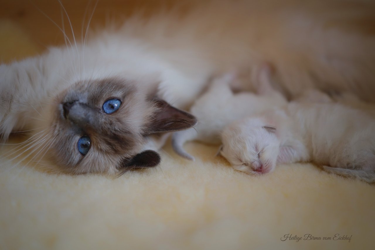Heilige Birma Kitten mit Stammbaum, aus Vereinsregistrierter Hobbyzucht - Birma - Cammin