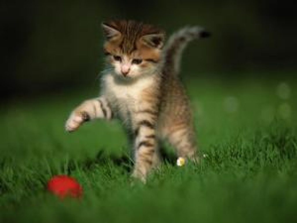 Katzenbetreuung in Bonn und Umgebung - Katzensitter - Bonn