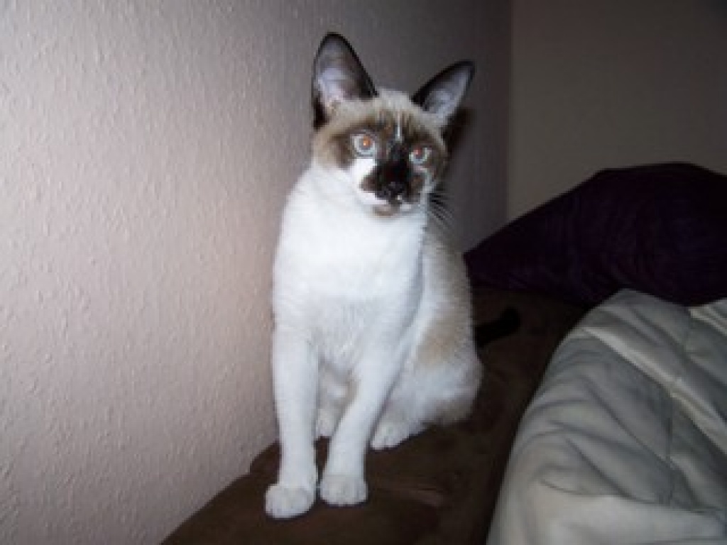 2 Siammix-Weibchen suchen ein neues Zuhause ! - Mischling - Duisburg