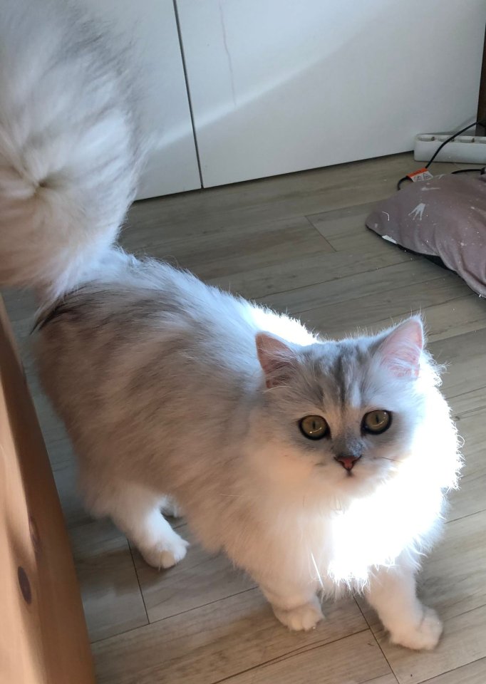 BLH Kitten ab der 12 Woche - British Kurzhaar - Köln