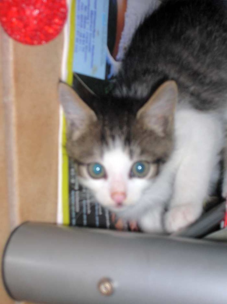 Katzenbabys suchen neuen Wirkungskreis! - Hauskatzen - Oberhausen