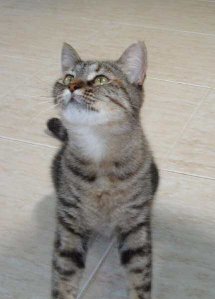 Liebe Grautigerkatze Loba! - Hauskatzen - Oberhausen