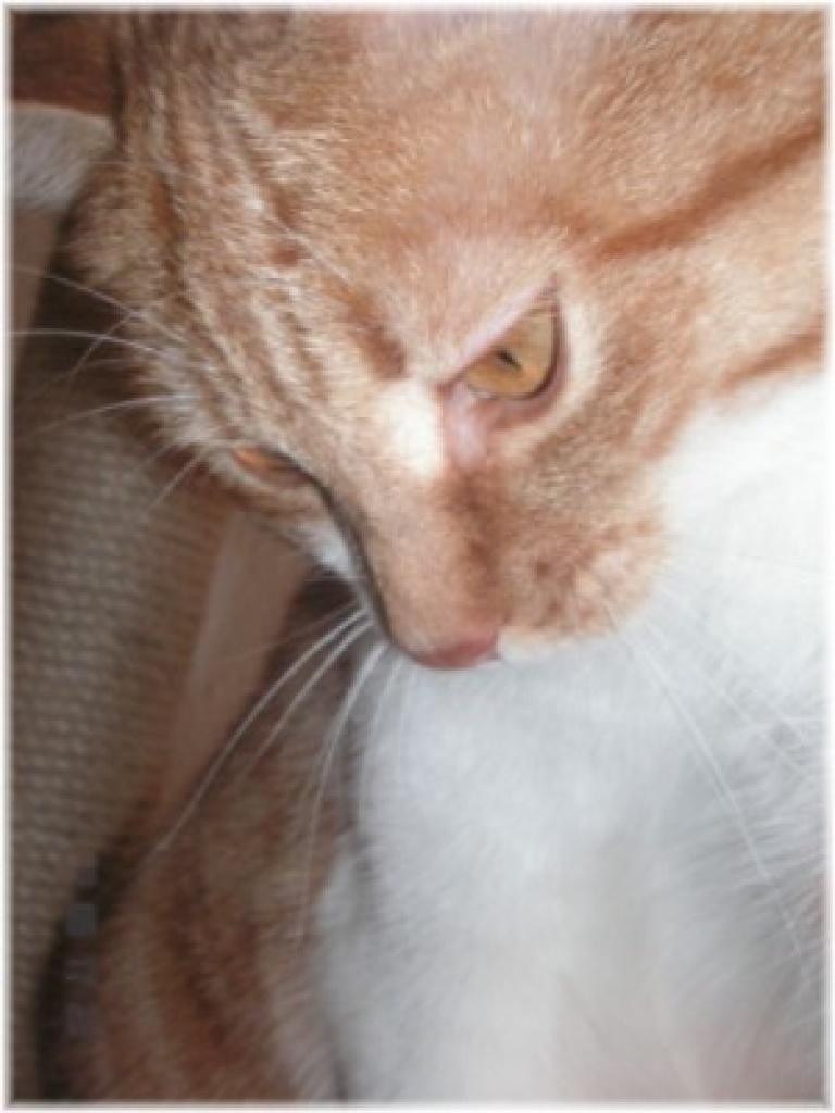 Wir suchen liebevolle Menschen für unsere Kitty - Hauskatzen - Flörsheim am Main