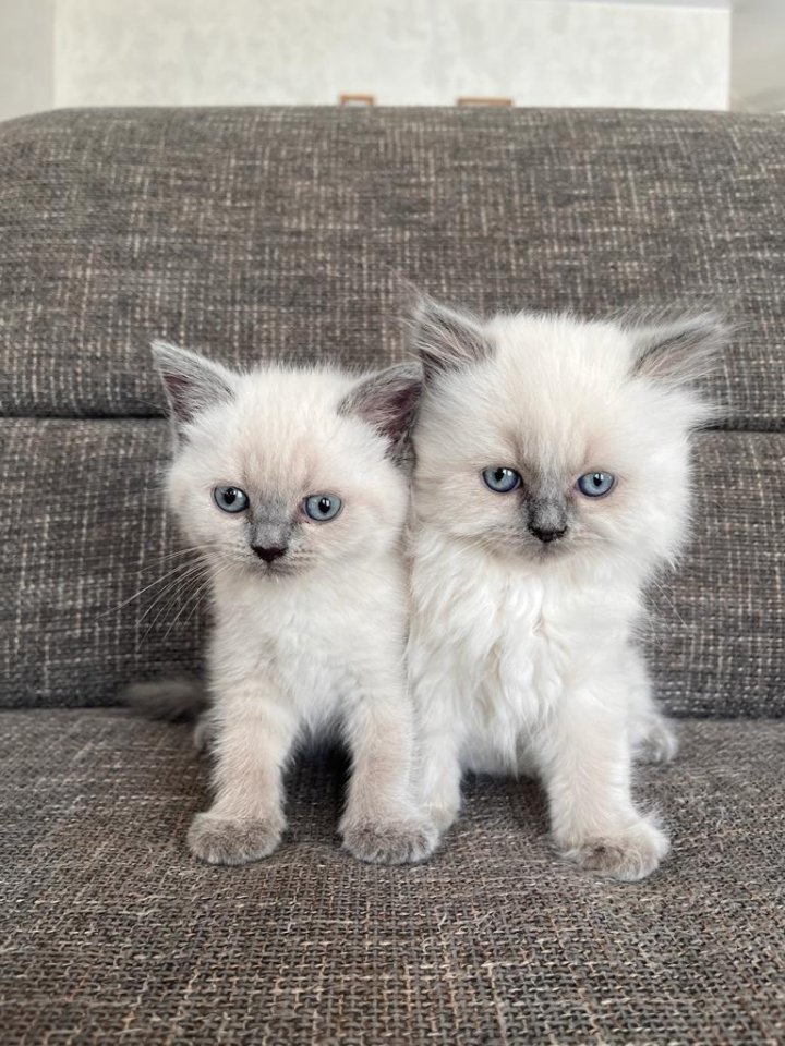 Britisch Kurzhaar Kitten - British Kurzhaar - Contwig