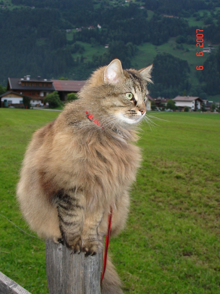 Kater FIETE - Norwegische Waldkatze - Rellingen