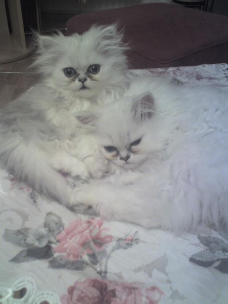 Perser Silver-Shaded - Perser - Weiden in der Oberpfalz