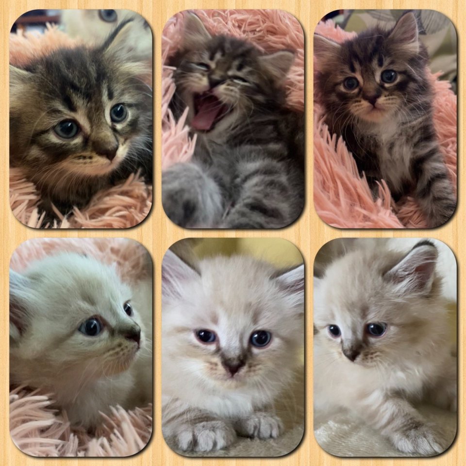 Reinrassige Sibirische und Neva Masquarade Kitten - Sibirische Katze - Bayern - Pfaffenhofen a. d. Roth