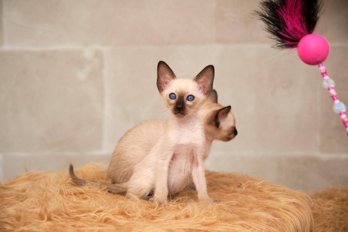 Siamkitten von unserer THAIMAHAL ENGEL in den Farben seal point und chocolate po - Siam - Raunheim