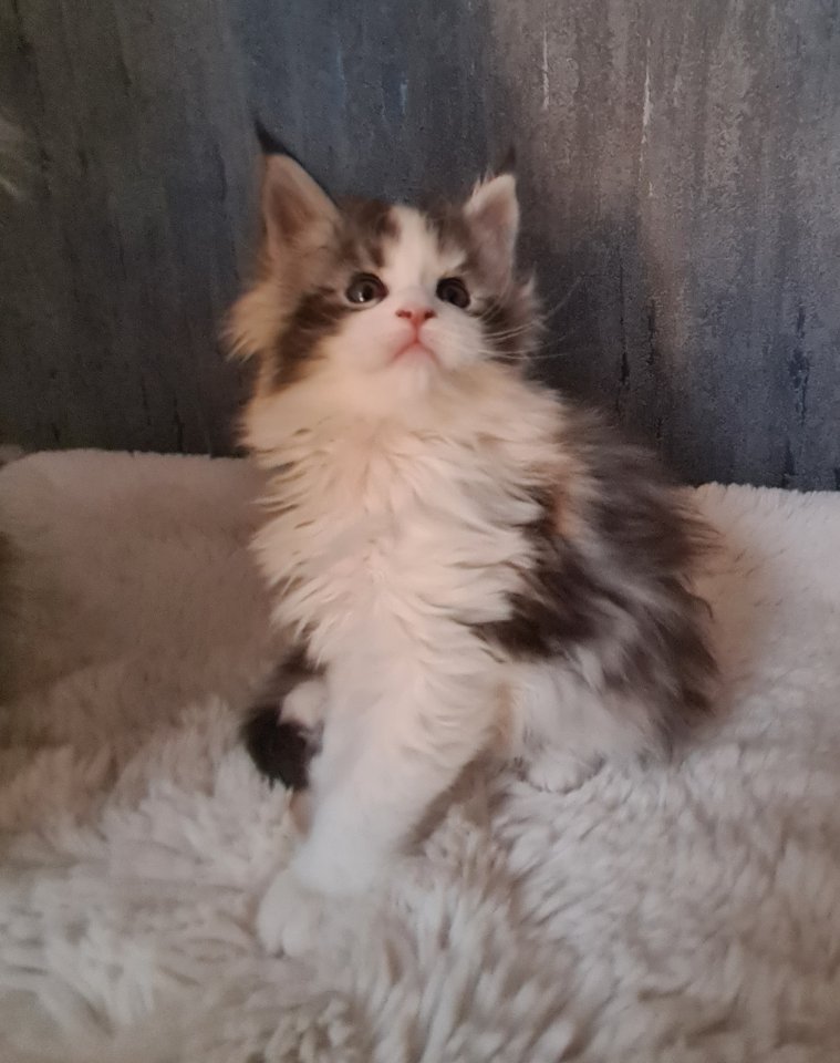 Maine-coon Kitten mit Stammbaum - Maine Coon - Ludwigshafen am Rhein