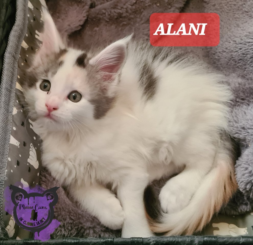 Maine-coon Kitten mit Stammbaum - Maine Coon - Ludwigshafen am Rhein