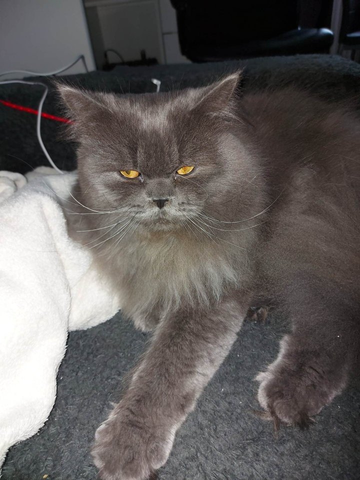 Einjähriger BLH (Highlander) Kater - British Kurzhaar - Aachen