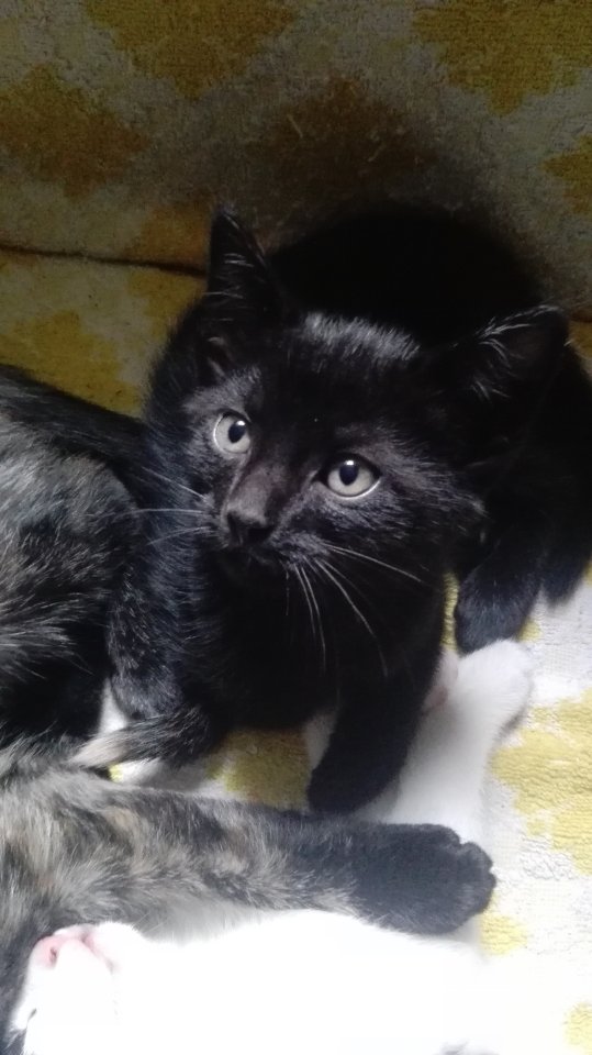 ...sechs süße kitten Suchen.... - Mischling - Trier