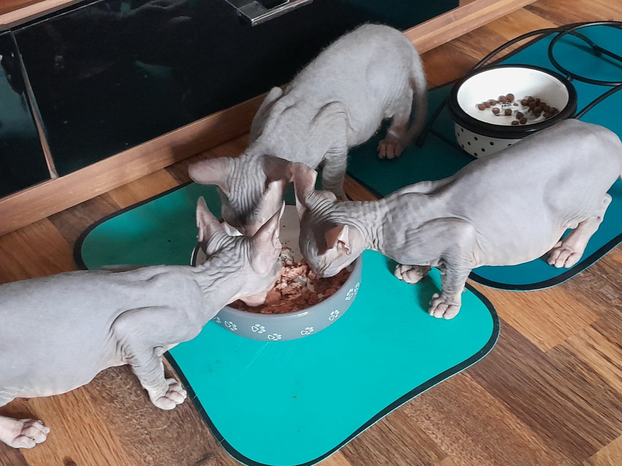 Don Sphynx Kitten abgabebereit - Sphynx - Trier