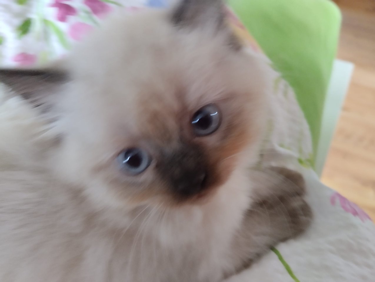 Ragdoll -Persermischlinge - Mischling - Göhren