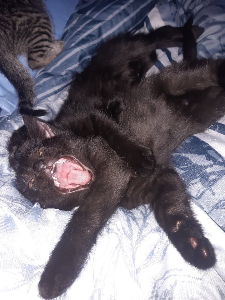 Katzen babys 9 wochen alt - Hauskatzen - Visbek