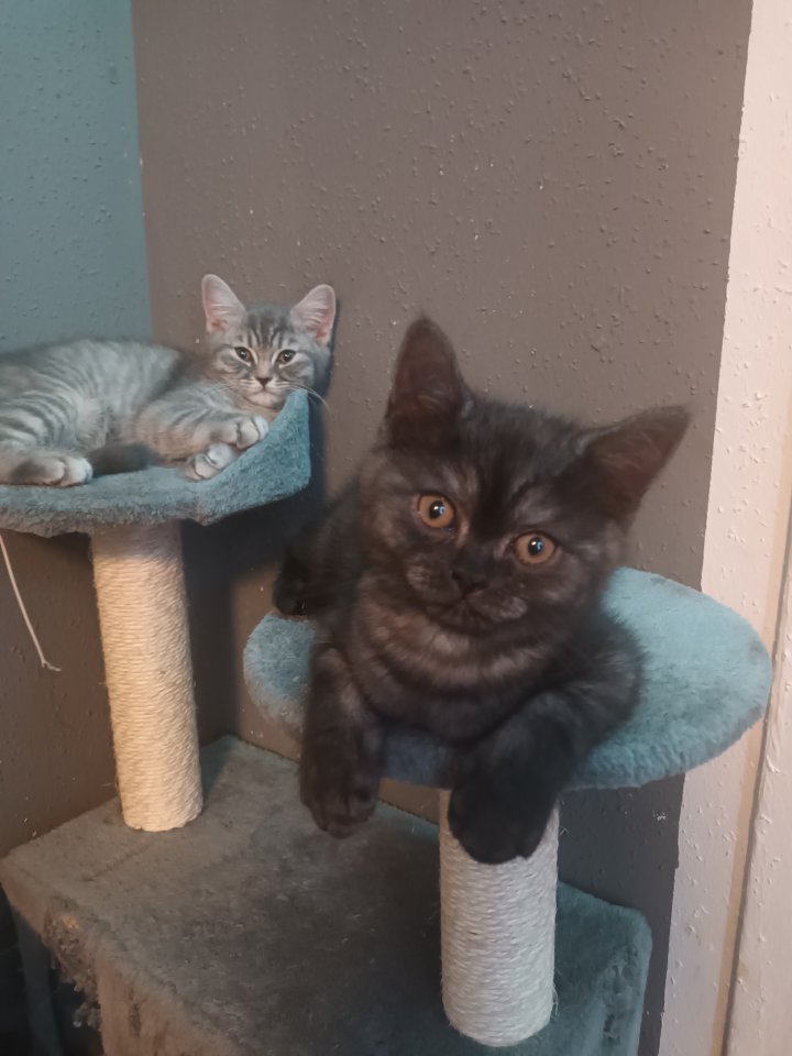 Britisch-Kurzhaar-Kätzchen - British Kurzhaar - kamen