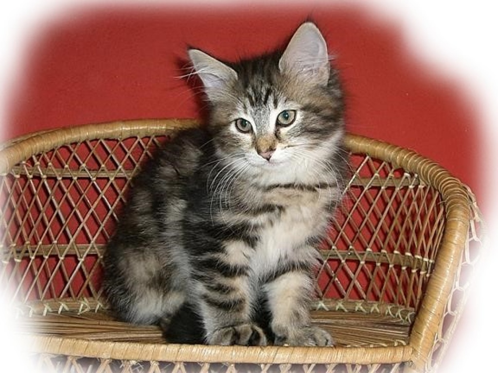Norwegische Waldkatzenbabys - Norwegische Waldkatze - Steinhagen