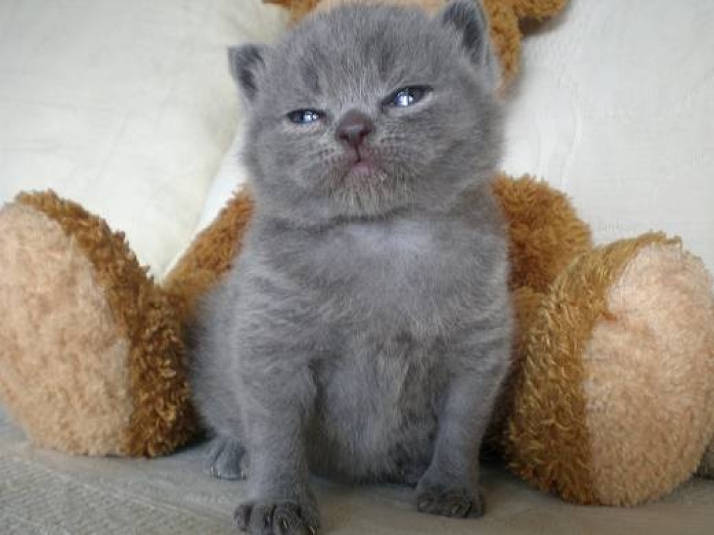 Britisch Kurzhaar/ Kartäuser Kitten suchen neue Kuschelplätze - British Kurzhaar - Neumünster