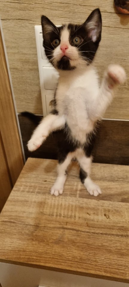 Katzenbabys ab Mitte September abzugeben - Mischling - Wächtersbach