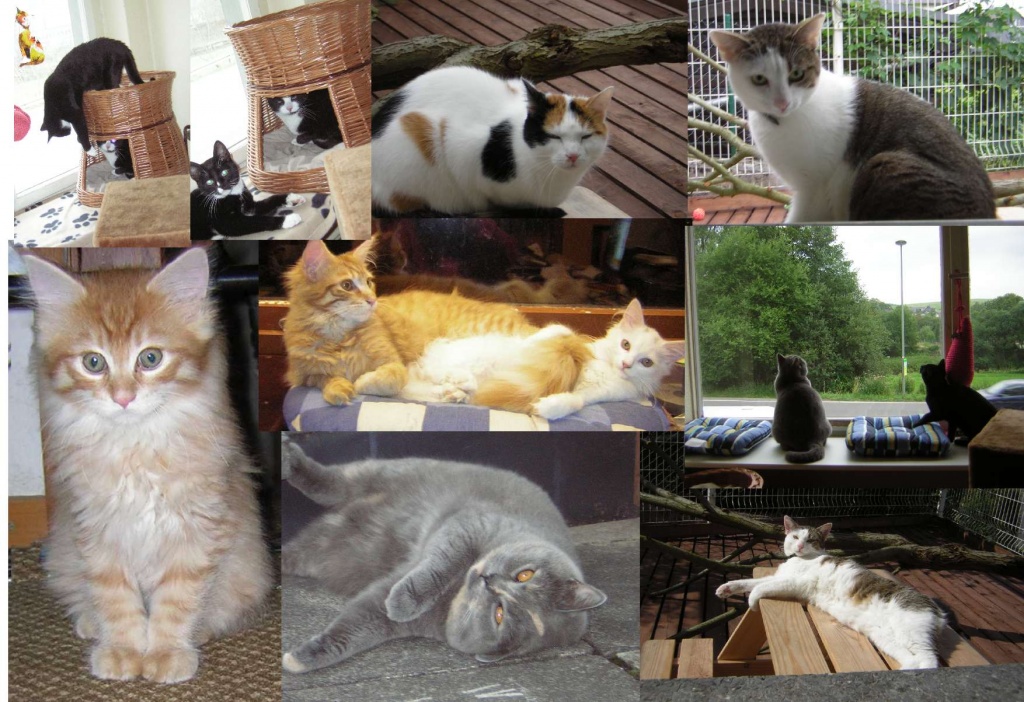 KATZENPENSION!! - Katzensitter - Wipperfürth
