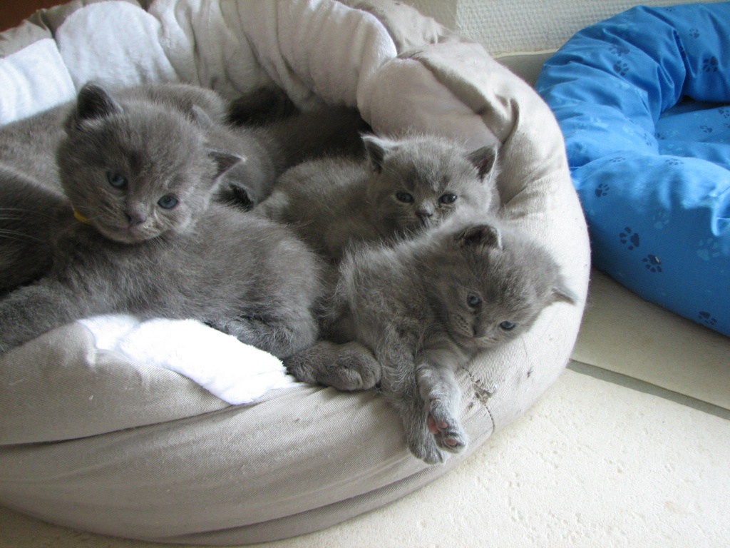 BKH Highlander Kitten wunderschöne Babys - British Kurzhaar - Duingen