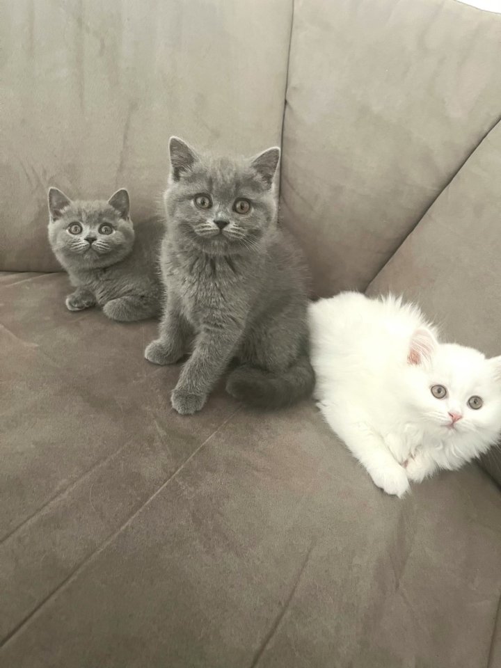 Britisch Kurzhaar (BKH) Kater - Hauskatzen - Sulzfeld