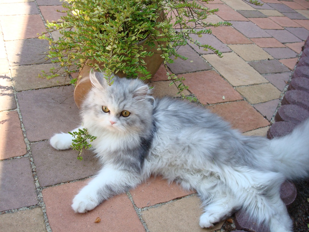 Suche Deckkater für meine Perserkatze - Deckkater - Schwarzheide