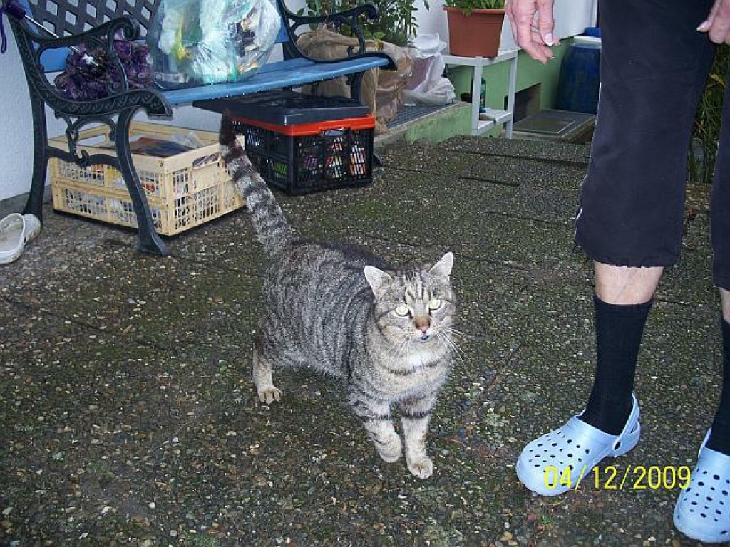 Kater sucht dringend ein Zuhause ! - Freigaenger - Deggingen