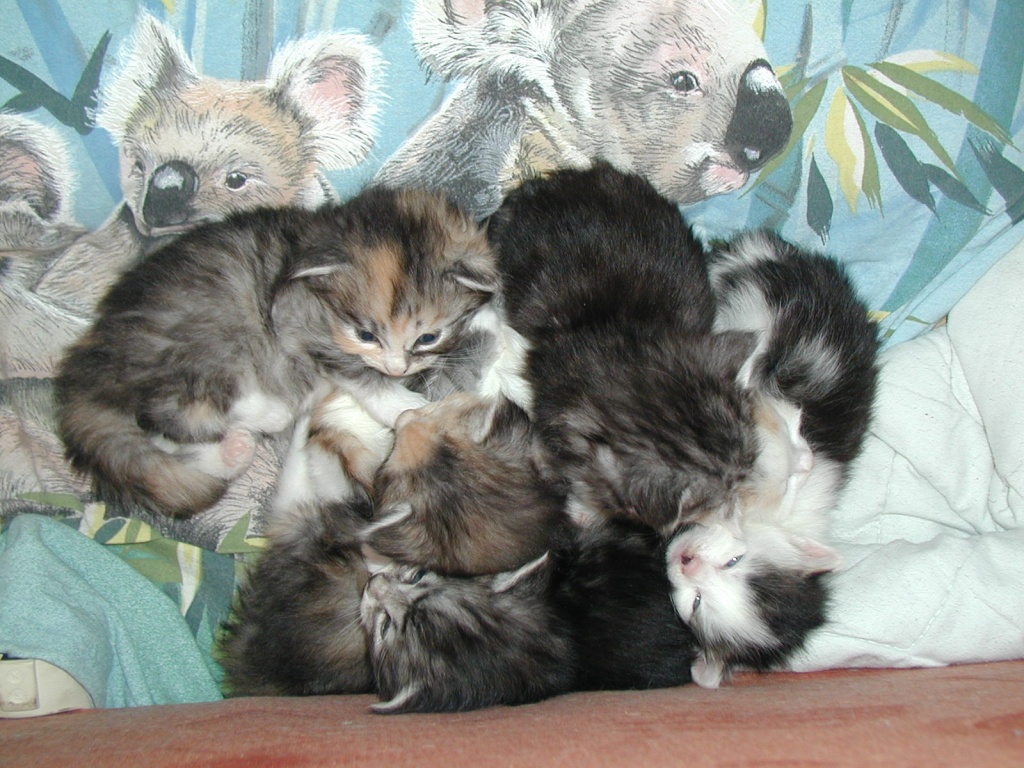 Maine coon/Persermix - Mischling - Berlin