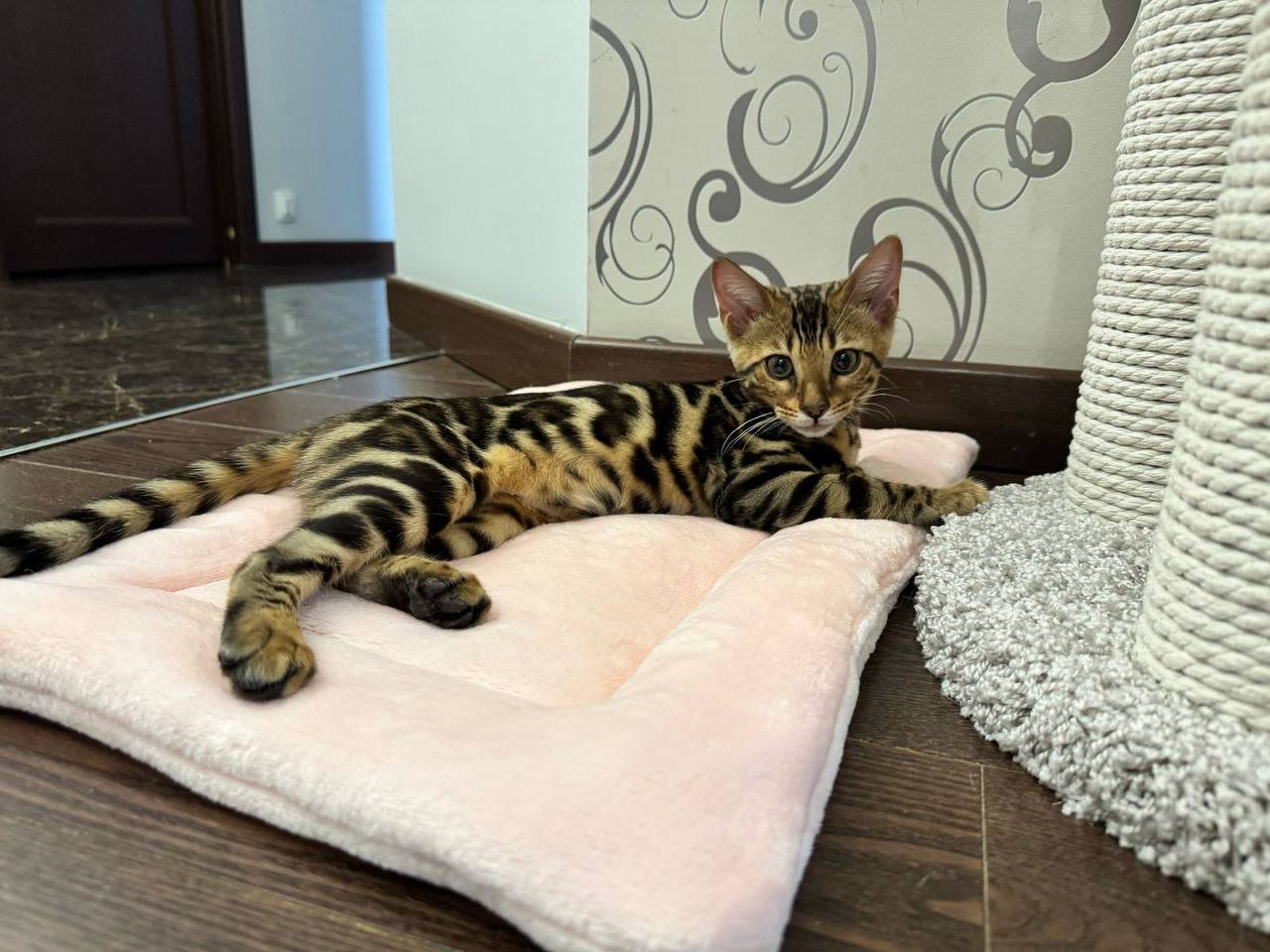 Bengalkätzchen bereit für ein neues Zuhause - Bengal - Frankfurt am Main