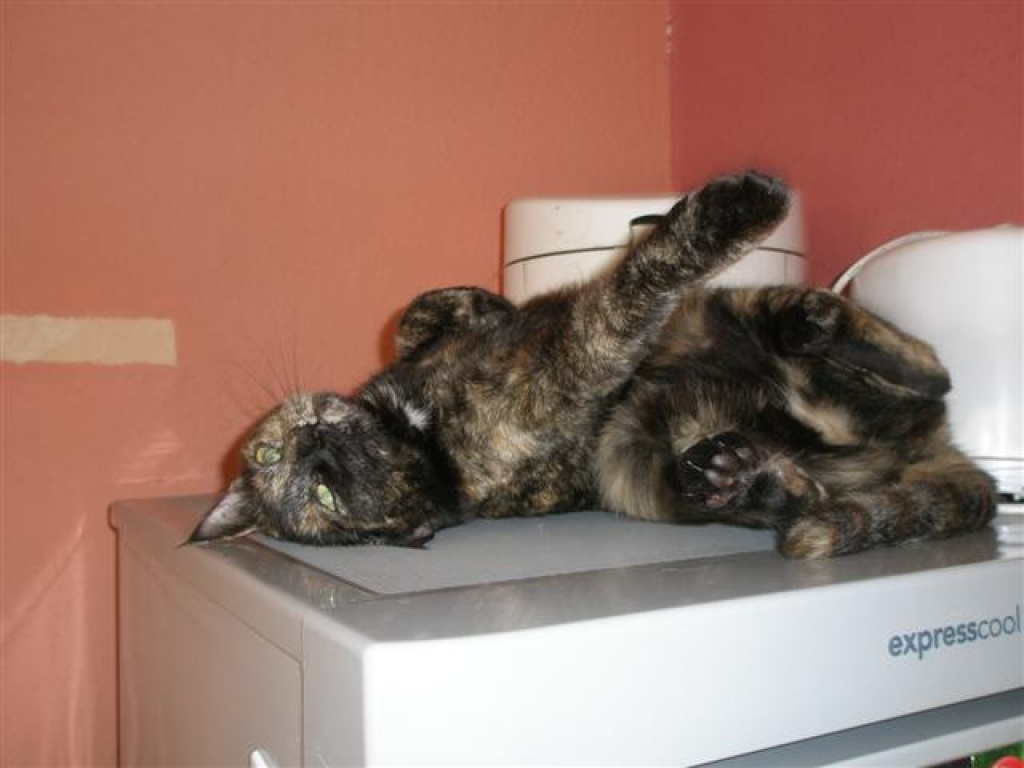 Tierarzthelferin bietet liebevolles und erfahrenes Catsitting in Hamburg und Umg - Katzensitter - Hamburg