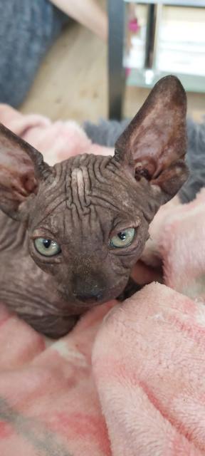 Canadian sphynx kitten - Sphynx - Hamburg