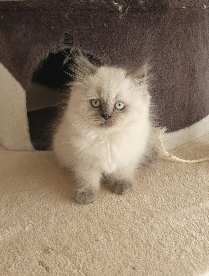 1 Perser Katerchen sucht noch Kuschelpersonal - Perser - Potsdam/Berlin