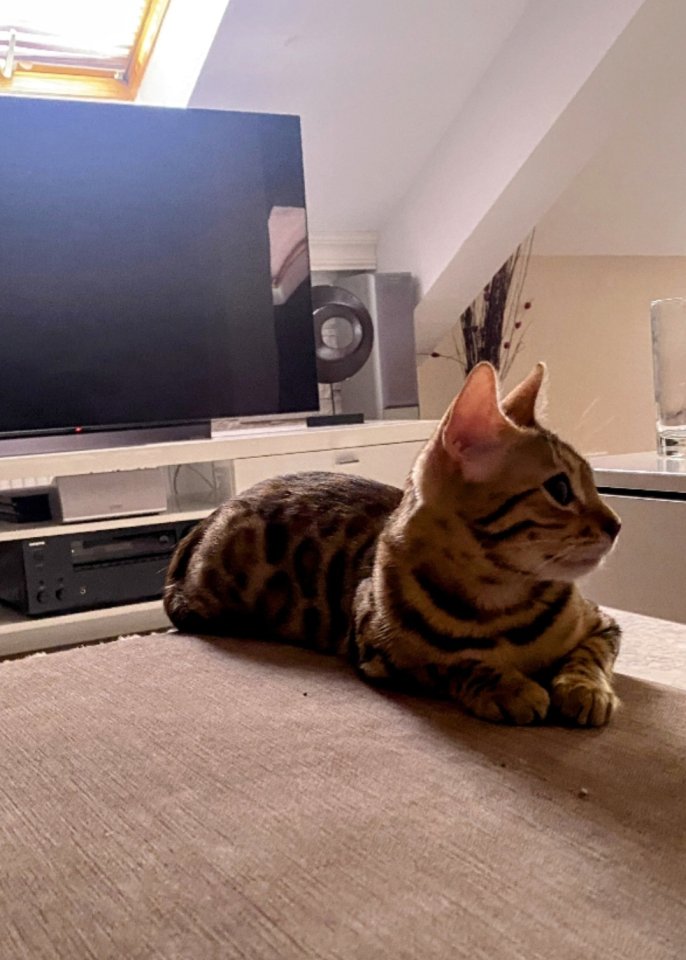 Bengalkatze sucht dringend neues Zuhause - Bengal - Isny