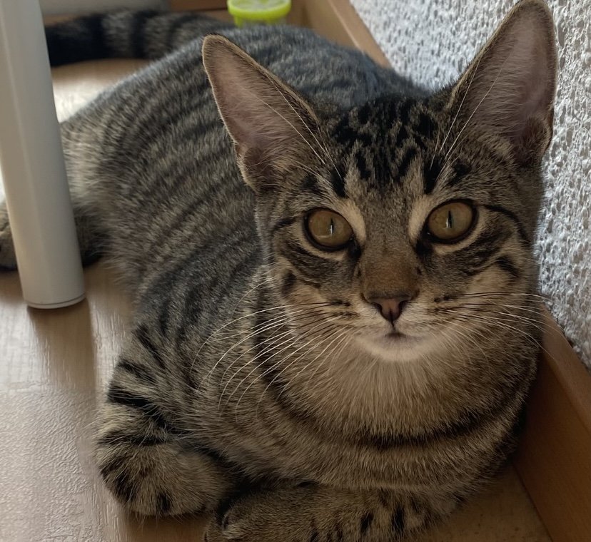 Kitten abzugeben ( 2 Kater) - Hauskatzen - Düsseldorf