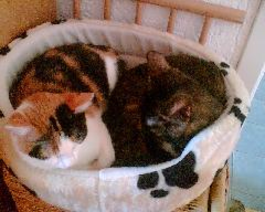 Floh & Samira suchen gemeinsames plätzchen - Mischling - Türkheim