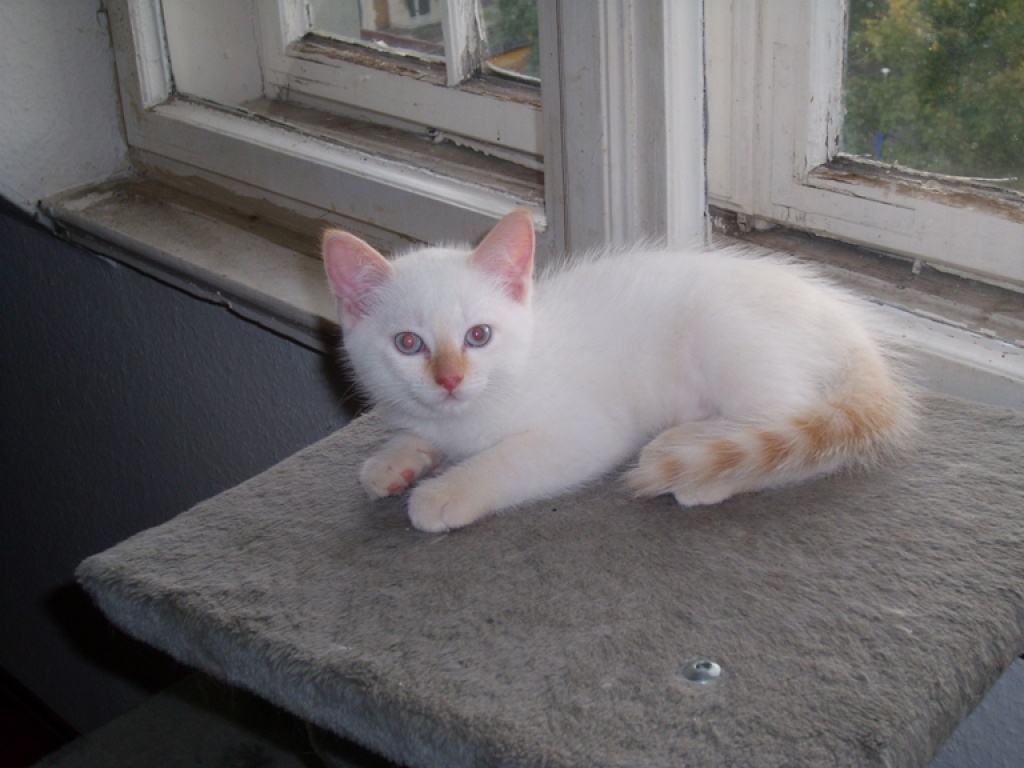 Siam-Perser-Mischlingskaterchen - Mischling - Berlin