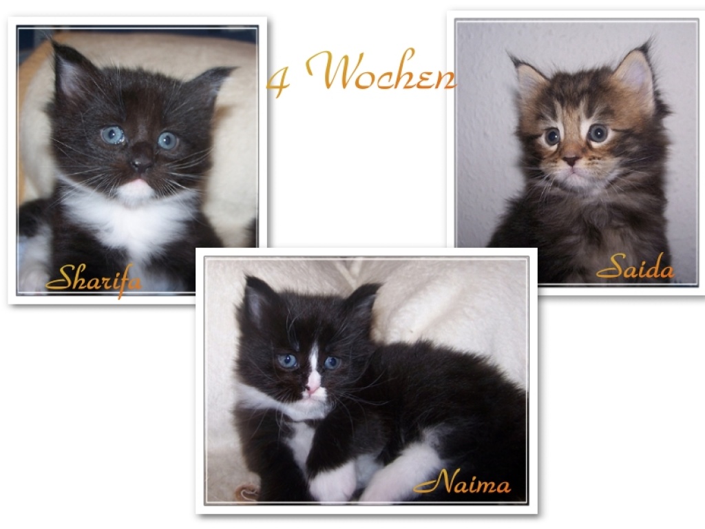 Maine Coon Kitten - Maine Coon - Berlin