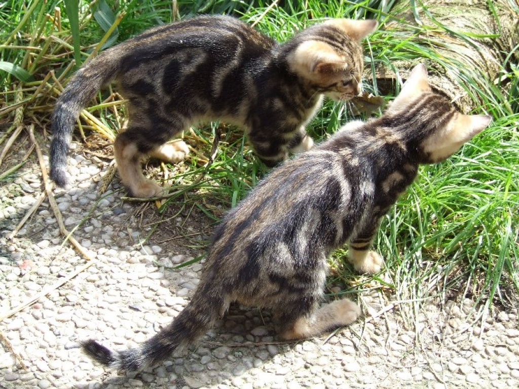 Bengal kätzchen im KÖNIGSleopardenLOOK ; - ) abgabebereit! - Bengal - Todenbüttel