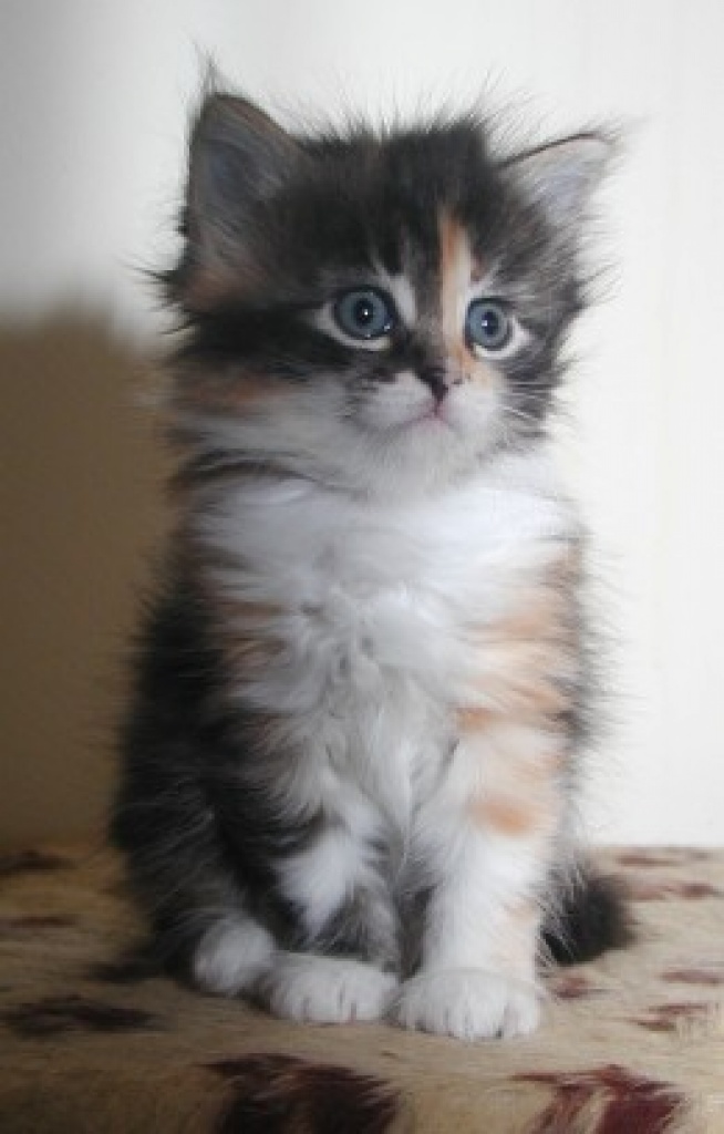 Sibirische Katzenbabies - Sibirische Katze - Waldbreitbach