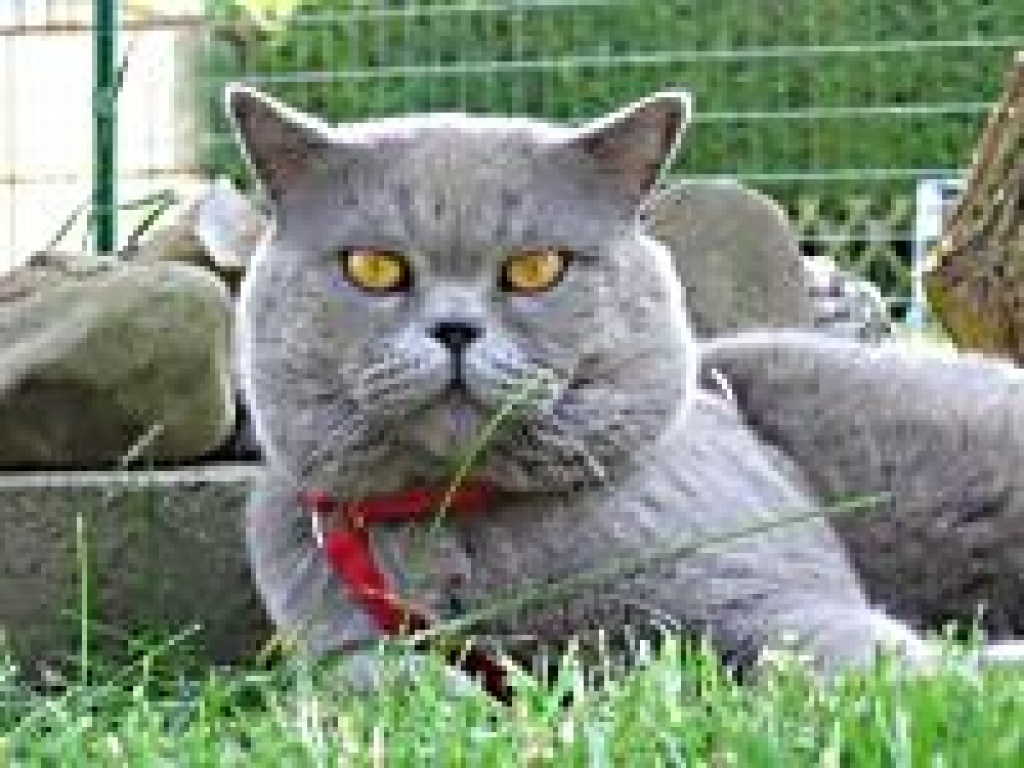 Typvoller BKH Deckkater in der Farbe blue aus Köln - British Kurzhaar - Köln