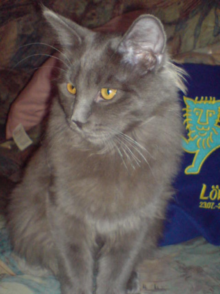 Blue Maine Coon Deckkater - Deckkater - Neufahrn in Niederbayern