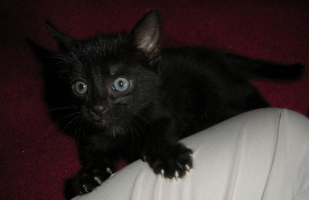 Katzensitting auf Gegenseitigkeit - Katzensitter - Köln