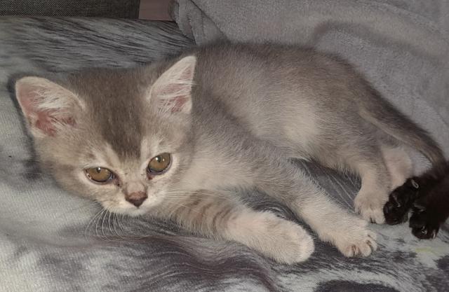 Bkh kitten - British Kurzhaar - Bad Abbach 