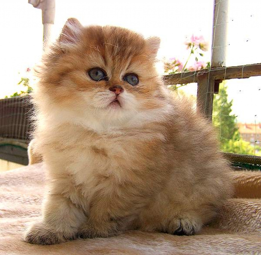 Verschmuste Perser- und Exotic Shorthair Babys - Perser - Gardelegen