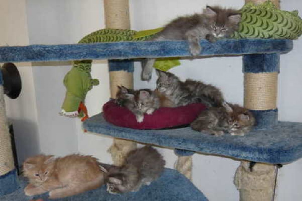 Noch zwei zauberhafte Kitten suchen ein Zuhause - Maine Coon - Großhabersdorf