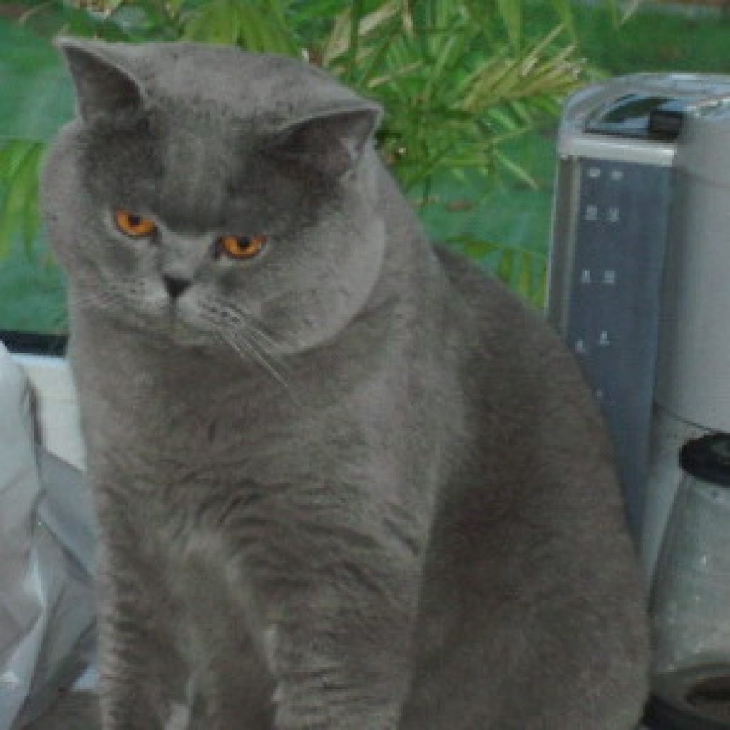 Toller BKH Kater / blue - Deckkater - NRW
